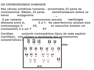 OS CROMOSSOMOS HUMANOS
Nas células somáticas humanas - encontrados 23 pares de
cromossomos. Destes, 22 pares      semelhantes em ambos os
sexos       autossomos.
 O par restante     cromossomos sexuais      morfologia
diferente entre si,      X e Y. No sexo feminino existem dois
cromossomos X        XX,         no masculino existem um
cromossomo X e um Y         XY
Cariótipo       conjunto cromossômico típico de cada espécie
(cariótipo), com número e morfologia dos cromossomos
característicos de cada sp.
                     Cariótipo humano feminino
 