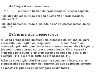 Morfologia dos cromossomos
• “n”         o número básico de cromossomos de uma espécie.
• Células diplóides terão em seu núcleo “2 n” cromossomos
células “2n”
•Células haplóides terão a metade do n° de cromossomos da sp
céls. “n”

        Estrutura dos cromossomos
   Cada cromossomo mitótico (em processo de divisão celular)
apresenta uma região estrangulada           o centrômero ou
constrição primária, que divide os cromossomos em dois braços: p
(de petti) para o braço curto e q para o longo. Os braços são
indicados pelo número do cromossomo seguido de p ou q; por
exemplo, 11p é o braço curto do cromossomo 11.
Além da constrição primária descrita como centrômero, certos
cromossomos apresentam estreitamentos que aparecem sempre
no mesmo lugar: são as constrições secundárias .
 