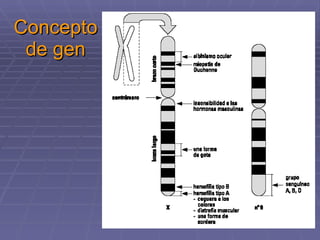 Concepto de gen 
