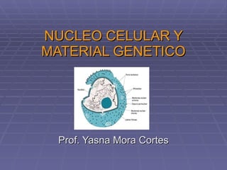 NUCLEO CELULAR Y MATERIAL GENETICO Prof. Yasna Mora Cortes 
