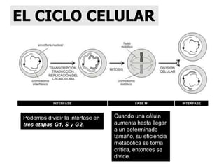 El núcleo y el ciclo celular