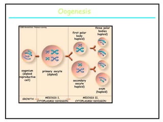 El núcleo y el ciclo celular