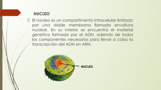 NUCLEO
El núcleo es un compartimento intracelular limitado
por una doble membrana llamada envoltura
nuclear. En su interior se encuentra el material
genético formado por el ADN, además de todos
los componentes necesarios para llevar a cabo la
transcripción del ADN en ARN.
NUCLEO
 