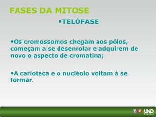 FASES DA MITOSE
•TELÓFASE
•Os cromossomos chegam aos pólos,
começam a se desenrolar e adquirem de
novo o aspecto de cromatina;
•A carioteca e o nucléolo voltam à se
formar.
 