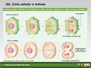 III. Ciclo celular e mitose
COMPARAÇÃO ENTRE A DIVISÃO DE UMA CÉLULA VEGETAL E UMA CÉLULA ANIMAL
NÚCLEO E DIVISÃO CELULAR
 