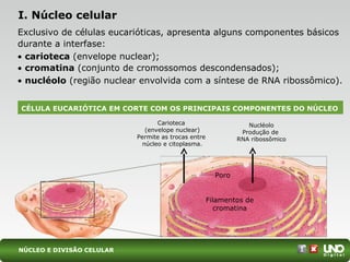 I. Núcleo celular
Exclusivo de células eucarióticas, apresenta alguns componentes básicos
durante a interfase:
• carioteca (envelope nuclear);
• cromatina (conjunto de cromossomos descondensados);
• nucléolo (região nuclear envolvida com a síntese de RNA ribossômico).
NÚCLEO E DIVISÃO CELULAR
CÉLULA EUCARIÓTICA EM CORTE COM OS PRINCIPAIS COMPONENTES DO NÚCLEO
Carioteca
(envelope nuclear)
Permite as trocas entre
núcleo e citoplasma.
Nucléolo
Produção de
RNA ribossômico
Poro
Filamentos de
cromatina
 