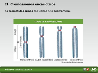 II. Cromossomos eucarióticos
As cromátides-irmãs são unidas pelo centrômero.
Representação sem escala
TIPOS DE CROMOSSOMOS
NÚCLEO E DIVISÃO CELULAR
 