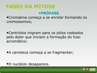 FASES DA MITOSE
•PRÓFASE
•Cromatina começa a se enrolar formando os
cromossomos;
•Centríolos migram para os pólos rodeados
pelo áster que iniciam a formação do fuso
acromático;
•A carioteca começa a se fragmentar;
•O nucléolo desaparece.
 