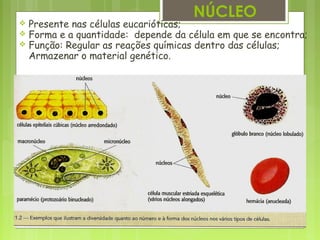 NÚCLEO
 Presente nas células eucarióticas;
 Forma e a quantidade: depende da célula em que se encontra;
 Função: Regular as reações químicas dentro das células;
Armazenar o material genético.
 