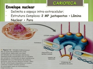 Envelope nuclearEnvelope nuclear
• Delimita o espaço intra-extracelular;
• Estrutura Complexa: 2 MP justapostas + Lâmina
Nuclear + Poro
CARIOTECACARIOTECA
 