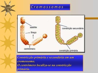 Diplóteno: melhor visualização dos quiasmas ( pontos de contato entre as cromátides)<br />Diacinese: os cromossomos migram...