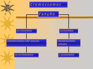 C r o m o s s o m o s<br />Constricção primária e secundária em um cromossomo.<br />O centrômero localiza-se na constricçã...
