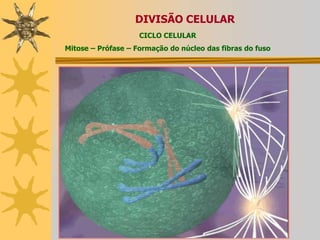  processos de regeneração de tecidos do corpo</li></li></ul><li>DIVISÃO CELULAR<br />CICLO CELULAR <br />Mitose<br />Prófa...