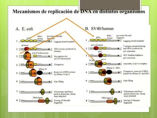 Mecanismos de replicación de DNA en distintos organismos
 