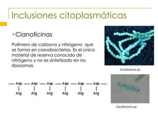 Nucleoide, endosporas e inclusiones citoplasmática 