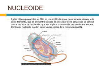 Nucleoide, endosporas e inclusiones citoplasmática 