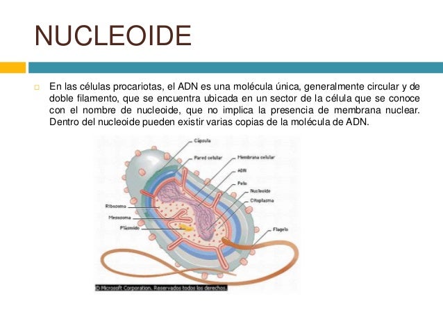 Nucleoide, endosporas e inclusiones citoplasmática