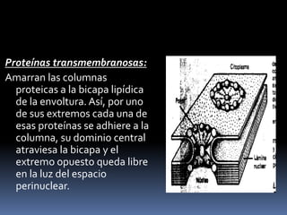 Proteínas transmembranosas: 
Amarran las columnas 
proteicas a la bicapa lipídica 
de la envoltura. Así, por uno 
de sus extremos cada una de 
esas proteínas se adhiere a la 
columna, su dominio central 
atraviesa la bicapa y el 
extremo opuesto queda libre 
en la luz del espacio 
perinuclear. 
 