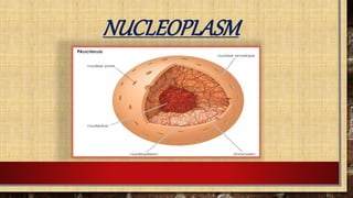 NUCLEOPLASM
 