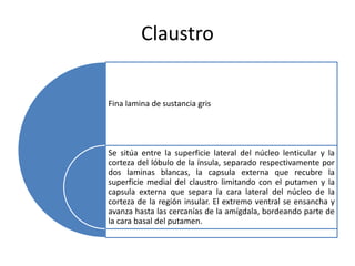 Claustro
Fina lamina de sustancia gris
Se sitúa entre la superficie lateral del núcleo lenticular y la
corteza del lóbulo de la ínsula, separado respectivamente por
dos laminas blancas, la capsula externa que recubre la
superficie medial del claustro limitando con el putamen y la
capsula externa que separa la cara lateral del núcleo de la
corteza de la región insular. El extremo ventral se ensancha y
avanza hasta las cercanías de la amígdala, bordeando parte de
la cara basal del putamen.
 