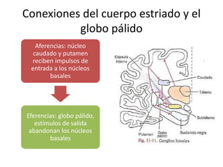 Conexiones del cuerpo estriado y el
globo pálido
Aferencias: núcleo
caudado y putamen
reciben impulsos de
entrada a los núcleos
basales
Eferencias: globo pálido,
estímulos de salida
abandonan los núcleos
basales
 