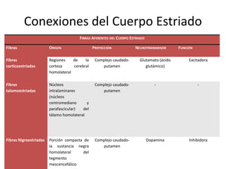 Conexiones del Cuerpo Estriado
FIBRAS AFERENTES DEL CUERPO ESTRIADO
Fibras ORIGEN PROYECCIÓN NEUROTRANSMISOR FUNCIÓN
Fibras
corticoestriadas
Regiones de la
corteza cerebral
homolateral
Complejo caudado-
putamen
Glutamato (ácido
glutámico)
Excitadora
Fibras
talamoestriadas
Núcleos
intralaminares
(núcleos
centromediano y
parafascicular) del
tálamo homolateral
Complejo caudado-
putamen
- -
Fibras Nigroestriadas Porción compacta de
la sustancia negra
homolateral del
tegmento
mescencefálico
Complejo caudado-
putamen
Dopamina Inhibidora
 