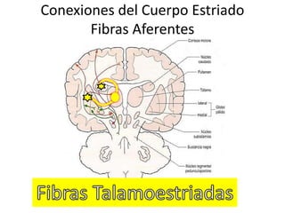 Conexiones del Cuerpo Estriado
Fibras Aferentes
 