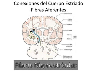 Conexiones del Cuerpo Estriado
Fibras Aferentes
 