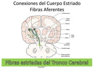 Conexiones del Cuerpo Estriado
Fibras Aferentes
 