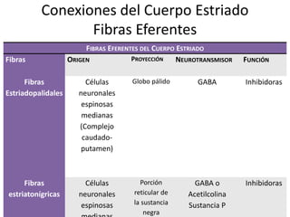 Conexiones del Cuerpo Estriado
Fibras Eferentes
FIBRAS EFERENTES DEL CUERPO ESTRIADO
Fibras ORIGEN PROYECCIÓN NEUROTRANSMISOR FUNCIÓN
Fibras
Estriadopalidales
Células
neuronales
espinosas
medianas
(Complejo
caudado-
putamen)
Globo pálido GABA Inhibidoras
Fibras
estriatonígricas
Células
neuronales
espinosas
Porción
reticular de
la sustancia
negra
GABA o
Acetilcolina
Sustancia P
Inhibidoras
 