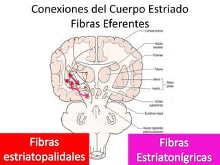 Conexiones del Cuerpo Estriado
Fibras Eferentes
 