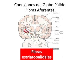 Conexiones del Globo Pálido
Fibras Aferentes
 
