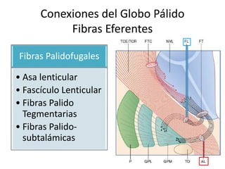 Conexiones del Globo Pálido
Fibras Eferentes
Fibras Palidofugales
• Asa lenticular
• Fascículo Lenticular
• Fibras Palido
Tegmentarias
• Fibras Palido-
subtalámicas
 