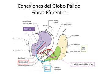 Conexiones del Globo Pálido
Fibras Eferentes
Tálamo
F. palido-subtalámicas
 