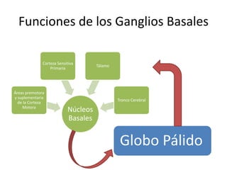 Funciones de los Ganglios Basales
Núcleos
Basales
Áreas premotora
y suplementaria
de la Corteza
Motora
Corteza Sensitiva
Primaria
Tálamo
Tronco Cerebral
Globo Pálido
 