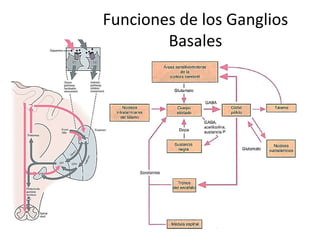 Funciones de los Ganglios
Basales
 