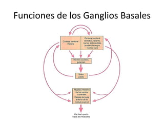 Funciones de los Ganglios Basales
 