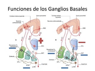 Funciones de los Ganglios Basales
 