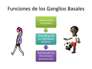 Funciones de los Ganglios Basales
Movimiento
Voluntario
Aprendizaje de
las Habilidades
Motoras
Anticipación de
Movimiento
(preparación)
 