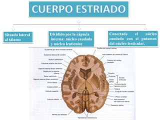 Situado lateral
al tálamo
Dividido por la cápsula
interna: núcleo caudado
y núcleo lenticular
Conectado el núcleo
caudado con el putamen
del núcleo lenticular.
 
