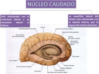 Está relacionado con el
ventrículo lateral y se
encuentra lateral al
tálamo.
La superficie lateral del
núcleo está relacionada con
la cápsula interna, que la
separa del núcleo lenticular.
 