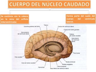 Se continúa con la cabeza
en la zona del orificio
interventricular.
Forma parte del suelo del
cuerpo del ventrículo
lateral.
 