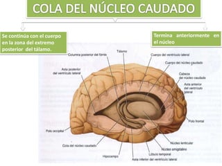 Se continúa con el cuerpo
en la zona del extremo
posterior del tálamo.
Termina anteriormente en
el núcleo
 