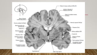 NUCLEOS DE LA BASE,SUSTANCIA BLANCA, TALAMO E HIPOTALAMO.pptx | Brain ...