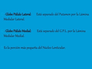 - Globo Pálido Lateral: Está separado del Putamen por la Lámina
Medular Lateral.
- Globo Pálido Medial: Está separado del G.P.L. por la Lámina
Medular Medial.
Es la porción más pequeña del Núcleo Lenticular.
 