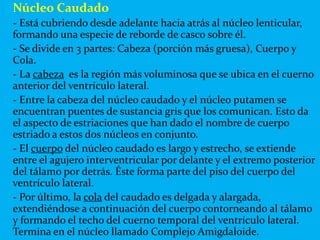 Núcleo Caudado
- Está cubriendo desde adelante hacia atrás al núcleo lenticular,
formando una especie de reborde de casco sobre él.
- Se divide en 3 partes: Cabeza (porción más gruesa), Cuerpo y
Cola.
- La cabeza es la región más voluminosa que se ubica en el cuerno
anterior del ventrículo lateral.
- Entre la cabeza del núcleo caudado y el núcleo putamen se
encuentran puentes de sustancia gris que los comunican. Esto da
el aspecto de estriaciones que han dado el nombre de cuerpo
estriado a estos dos núcleos en conjunto.
- El cuerpo del núcleo caudado es largo y estrecho, se extiende
entre el agujero interventricular por delante y el extremo posterior
del tálamo por detrás. Éste forma parte del piso del cuerpo del
ventrículo lateral.
- Por último, la cola del caudado es delgada y alargada,
extendiéndose a continuación del cuerpo contorneando al tálamo
y formando el techo del cuerno temporal del ventrículo lateral.
Termina en el núcleo llamado Complejo Amigdaloide.
 