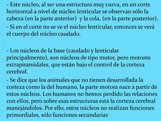 - Este núcleo, al ser una estructura muy curva, en un corte
horizontal a nivel de núcleo lenticular se observan sólo la
cabeza (en la parte anterior) y la cola, (en la parte posterior).
- Si en el corte no se ve el núcleo lenticular, entonces se verá
el cuerpo del núcleo caudado.
- Los núcleos de la base (caudado y lenticular
principalmente), son núcleos de tipo motor, pero motores
extrapiramidales, que están bajo el control de la corteza
cerebral.
- Se dice que los animales que no tienen desarrollada la
corteza como la del humano, la parte motora nace a partir de
estos núcleos. Los humanos no hemos perdido las relaciones
con ellos, pero sobre esas estructuras está la corteza cerebral
manejándolos. Por ello, estos núcleos no realizan funciones
primordiales, sólo funciones secundarias
 
