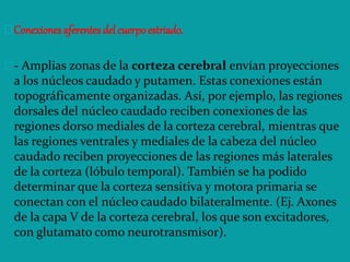 Conexiones aferentes del cuerpo estriado.
- Amplias zonas de la corteza cerebral envían proyecciones
a los núcleos caudado y putamen. Estas conexiones están
topográficamente organizadas. Así, por ejemplo, las regiones
dorsales del núcleo caudado reciben conexiones de las
regiones dorso mediales de la corteza cerebral, mientras que
las regiones ventrales y mediales de la cabeza del núcleo
caudado reciben proyecciones de las regiones más laterales
de la corteza (lóbulo temporal). También se ha podido
determinar que la corteza sensitiva y motora primaria se
conectan con el núcleo caudado bilateralmente. (Ej. Axones
de la capa V de la corteza cerebral, los que son excitadores,
con glutamato como neurotransmisor).
 