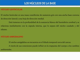 NÚCLEO LENTICULAR
El núcleo lenticular es una masa cuneiforme de sustancia gris con una ancha base convexa
de dirección lateral y una hoja de dirección medial.
Está inmerso en la profundidad de la sustancia blanca del hemisferio cerebral y se
relaciona medialmente con la cápsula interna, que lo separa del núcleo caudado y del
tálamo.
NÚCLEO AMIGDALINO
El núcleo amigdalino se encuentra en el lóbulo temporal cerca del uncus.
A través de sus conexiones puede influir en la respuesta del cuerpo a los cambios
ambientales.
 