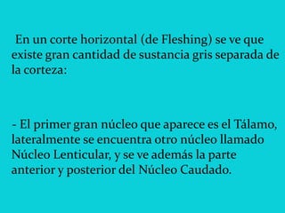En un corte horizontal (de Fleshing) se ve que
existe gran cantidad de sustancia gris separada de
la corteza:
- El primer gran núcleo que aparece es el Tálamo,
lateralmente se encuentra otro núcleo llamado
Núcleo Lenticular, y se ve además la parte
anterior y posterior del Núcleo Caudado.
 